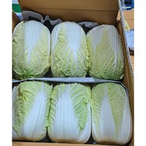 해남배추 1통 2.5kg내외 3통 7.5kg내외 / 알배기배추 1통 650g내외 12통 7.5kg 내외