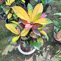 크론톤아스톤(대) 실내공기정화식물 공기청정식물, 단품