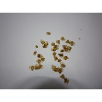 자작나무 씨앗 25g(5000립)