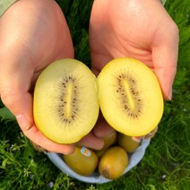 제스프리 골드키위 왕-점보사이즈 (개당160~190g), 1개, 골드키위 킹 점보과 10~12개입 1.9kg내외