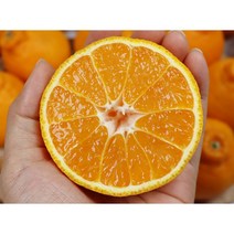 제주 노지 한라봉 가정용 10kg 5kg, 한라봉 특과 10kg 30-39과
