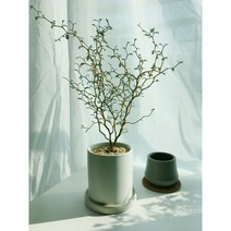 마오리 소포라 + 화이트화분 SET 공기정화식물 인테리어식물, 식물만(플라스틱포트)