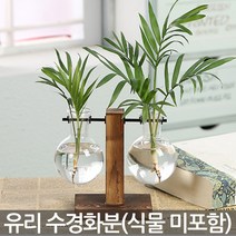 수경식물 유리화분 - 수경화분 화분 수경 화병 실내화분 인테리어화분 투명화분 식물 유리병 수경재배 책상화분, 02_Sein_스탠드 수경화분(A02)