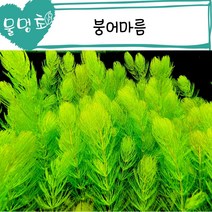 [물멍초] 소일에서도 흑사에서도 너무 잘자라는 붕어마름 12촉