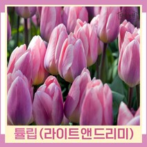 튤립 구근 모종 라이트앤드리미 5개