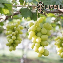 포도나무 유실수 정원수 나무언니, 청포도 샤인머스켓 삽목1년(5개세트)