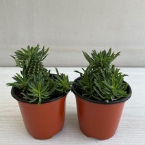 괴마옥 2개묶음 실내공기정화식물 반려식물 플랜테리어 온누리꽃농원