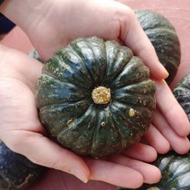 국산 미니 밤호박 보우짱 단호박 3kg 5kg 10kg, 3kg (약 5-9수)