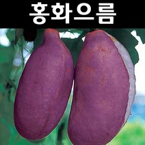 홍화으름/대과종 나무 묘목 포트 1개/유실수/과수