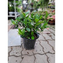 식물공장 치자나무 대품 35~65cm 149 향기나는나무 야생화 플랜테리어