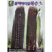 [가람종묘사] 블랙베리찰옥수수 씨앗70립(진한 자색옥수수로 수확기가 가장빠른 중생종이며 단맛이 있고 찰성이 높아 맛이 좋은 신품종)