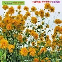 팝플라워 [꽃씨] 겹삼잎국화 10립, 상세페이지 참조