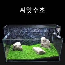 신바람 수초씨앗 씨앗수초 쿠바펄모양S 8g