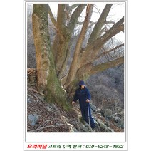 고로쇠수액(수백년된 나무 첫물/전통방식)오리지널 1말/ 20만원 /010-9248-4832, 12병, 1.5리터