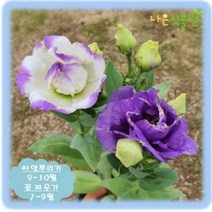 [나은식물원]190. 꽃도라지(리시안셔스) - 더블 화이트 퍼플 20립