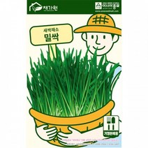 아시아종묘 새싹씨앗종자 밀싹 (1kg) 새싹채소, 1개, 단품없음