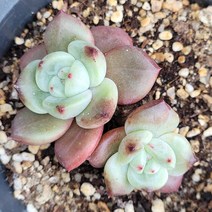 꽃다리 핑크샴페인 54 다육식물 다육이 아이만배송