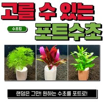 (수초킹) 내가 직접 고를 수 있는 포트수초 / 구피 물고기 새우 초보, 13.포리스페루마