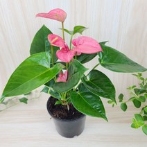 안시리움 소품 [플라워앤곰], 02_로얄핑크(핑크)