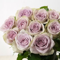 [로즈온리] 5번가 장미 한단 생화택배