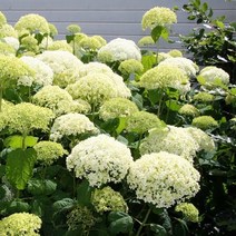 세종식물원 미국수국 아나벨수국 17cm화분 독일수입, 1개