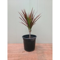마지나타 레인보우 / 랜덤 발송 / 나무 높이만 30~40cm내외, 1개