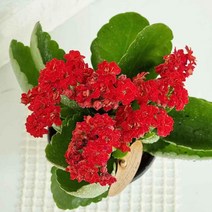 오너클랜 카랑코에 키우기 카랑코 칼란디바 도매화원 랜덤발송, 본품, 단일