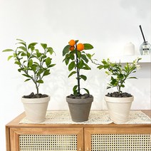 한라봉나무 감귤나무 오렌지레몬나무 묘목 토분 유실수 결실주, 디그리아 이태리모카 + 토분받침