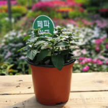 [모종가게] 페퍼민트 화분 / 허브 쌈 채소 야채 키우기 허브 텃밭