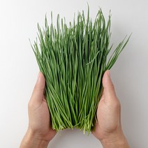 창빛농원 조선 부추 모종, 4포트 (약80촉), 1개