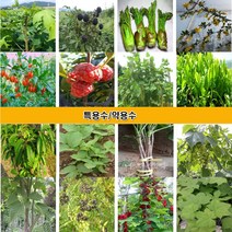 약용수 특용수 묘목 오갈피 꾸지뽕 엄나무 옻나무 오미자 슈퍼블렉베리 구기자 황칠나무 참가죽 참두릅 헛개나무 벌나무 느릅나무 칼슘나무 왕보리수 나무 블랙커런트나무, 5.오미자묘목