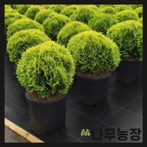 (나무농장) 둥근측백 미러잼 P9 포트