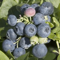 같이가치농원 블루베리나무 묘목 (스파르탄) 2년생 포트묘