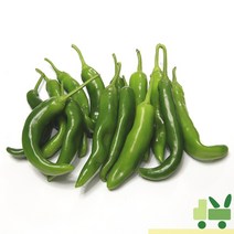 사라상회 오이고추 1Kg (상), 1박스