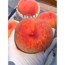 복숭아 신비 납작 딱딱이 반납작 대극천 말랑이 천도 경봉 신선, 말랑이복숭아황도2.5kg, 1개