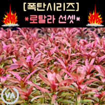 [비바소녀] 아름다운 석양을 닮은 로탈라 선셋(2줄기) 초보수초 레이아웃 미니어항