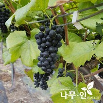 [나무인] 개량머루묘목 5그루