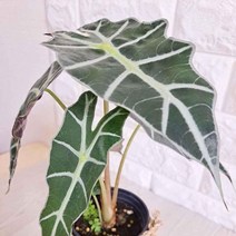 거북알로카시아 알로카시아 해초바구니, 단품, 1개