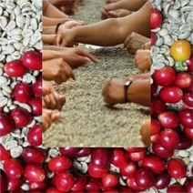 커피향기줍는남자 생두 커피생두 결점두없는 산지별 25종류 선별소분 1kg, 코케허니, 1개