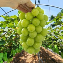 친환경 마음밭 국내산 유기농 무농약 샤인머스켓 망고 포도 2kg 4kg, 샤인머스켓 2kg