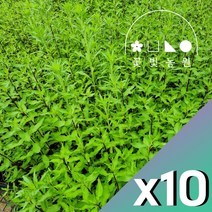 박하 3치포트 x10개 허브 모종, 10개