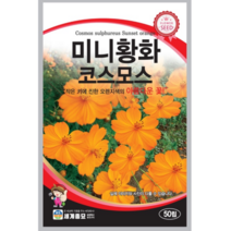 꽃 씨앗 미니황화코스모스 작은 키에 진한 오렌지색의 아름다운 꽃