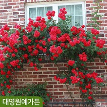 유럽 사계줄장미 21종 덩굴장미 2~3지 독일장미, 10. 유럽장미 - 프레지던트L.셍골