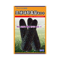 옥수수씨앗 조생대학흑찰옥수수 80립 영리재배 교배종, 단품