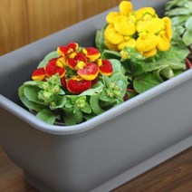 텃밭화분 베란다 옥상 테라스 텃밭 45cm흙+마사포함, 레드