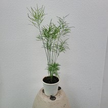 플랜테리어 아스파라거스 바르가투스 30-60cm 209, 1개