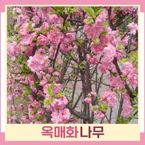 매화나무 묘목 옥매화 분홍꽃 접목1년생 뿌리묘 3개