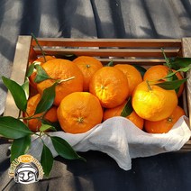 (롯데백화점)제주 화산송이 레드향 3kg (선물용 16-20과 실중량)