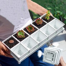 다육이화분 리톱스 아악무 듀가르손 만손초 트리옵스 다육이알뜰장터 10개틀, 5번