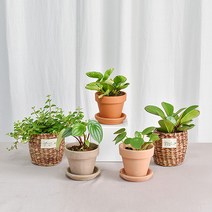 페페모음 실내공기정화식물 인테리어 실내 화분, 3.홍페페, 이태리토분 황토(11호), 1개